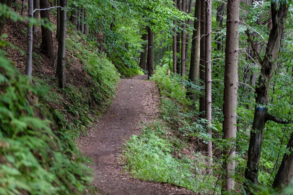 trail in forest